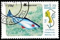 [Fish of Mekong River, type YW]
