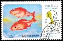 [Fish of Mekong River, type YV]