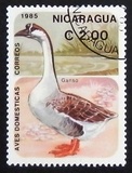 [Domestic Animals - Birds, type BPQ]