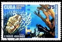 [Tourism - Diving, Вид IER]