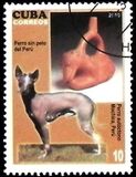 [Dogs & Art, tegund IEV]