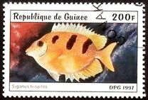 [Fish, type AUB]