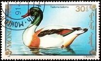 [Chicken, Geese and Birds, type CBF]