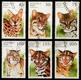 [Wild Cats, տեսակ TD]
