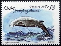 [Marine Mammals, type DBA]