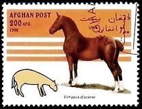 [Horses, type AMR]