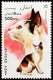 [Cats, 類型 AMY]