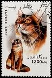 [Cats, 類型 ANC]