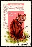 [Cats, type AUY]