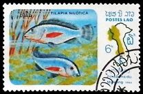 [Fish of Mekong River, type YZ]