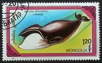 [Whales and Dolphins, type BWV]