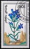 [Mountain Flowers, tip BYV]