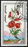 [Mountain Flowers, tip BYY]