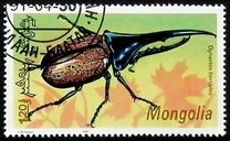 [Beetles, type CCB]
