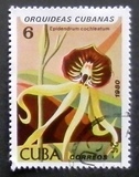 [Orchids, Tipo DAU]
