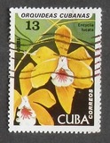 [Orchids, Tipo DAW]