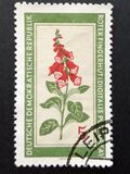 [Medicinal Plants, type OK]