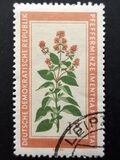 [Medicinal Plants, type OM]