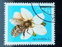 [Honey Bees, type DFR]