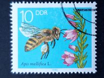 [Honey Bees, type DFS]