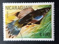 [Tropical Fish, type BCO]