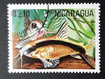 [Tropical Fish, type BCQ]