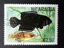 [Tropical Fish, type BCR]