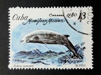 [Marine Mammals, type DBA]