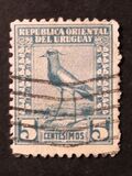 [Southern Lapwing, type FO4]