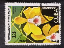 [Orchids, Tipo DAW]