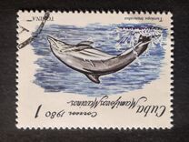 [Marine Mammals, тип DAY]