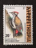 [Golden-mantled Woodpecker, tip AXO3]