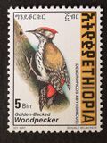 [Golden-mantled Woodpecker, tip AXO21]
