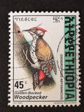 [Golden-mantled Woodpecker, tip AXO8]