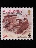 [Birds - The Peregrine Falcon, type ET]