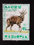 [Menelik´s Bushbuck, typ AZF8]