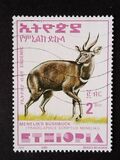 [Menelik´s Bushbuck, typ AZF19]