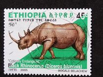 [Rinoceronte. Diceros bicornis., tipo BDR8]