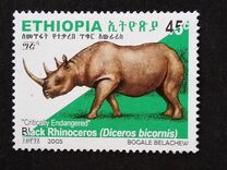 [Rinoceronte. Diceros bicornis., tipo BDR8]