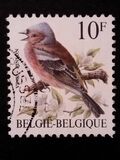 [Birds, Вид BNI]
