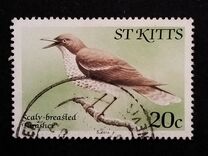 [Birds, Scrivi AF]