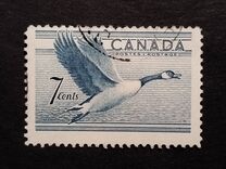 [Birds - Canada Goose, tip GD]