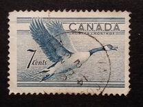 [Birds - Canada Goose, tip GD]
