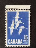 [Canada Geese, type JI]