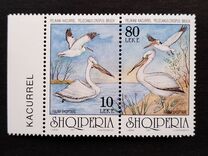 [Birds - Dalmatian Pelican, 類型 BUS]
