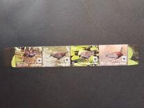 [WWF - Spotless Crake, type ATI1]