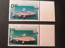 [Marble Trout, тып BN]