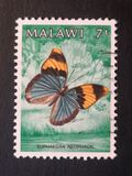 [Butterflies, type NC]