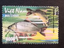 [Fish - Common Carp, ประเภท CSP]