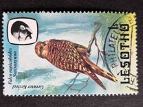 [Birds, Вид KW]